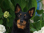 Black and tan lancashire heeler Swanndale HAPPY TIMES Russia