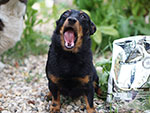 Black and tan lancashire heeler Swanndale HAPPY TIMES Russia