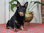 Black and tan lancashire heeler Swanndale HAPPY TIMES 
