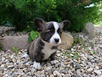 Welsh corgi cardigan puppy Zamok Svyatogo Angela EVA