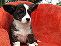 Welsh corgi cardigan puppy Zamok Svyatogo Angela HILARY