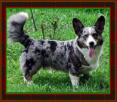 welsh corgi cardigan Courtly BLUE WISH FOR CONTROVERSIA