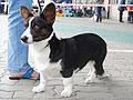 maximize: Welsh corgi cardigan Ada