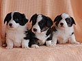 maximize - welsh corgi cardigan puppies    