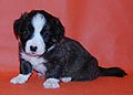 Welsh corgi cardigan puppy