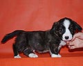 Welsh corgi cardigan puppy
